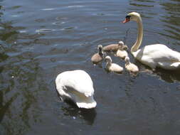 Image of Mute Swan