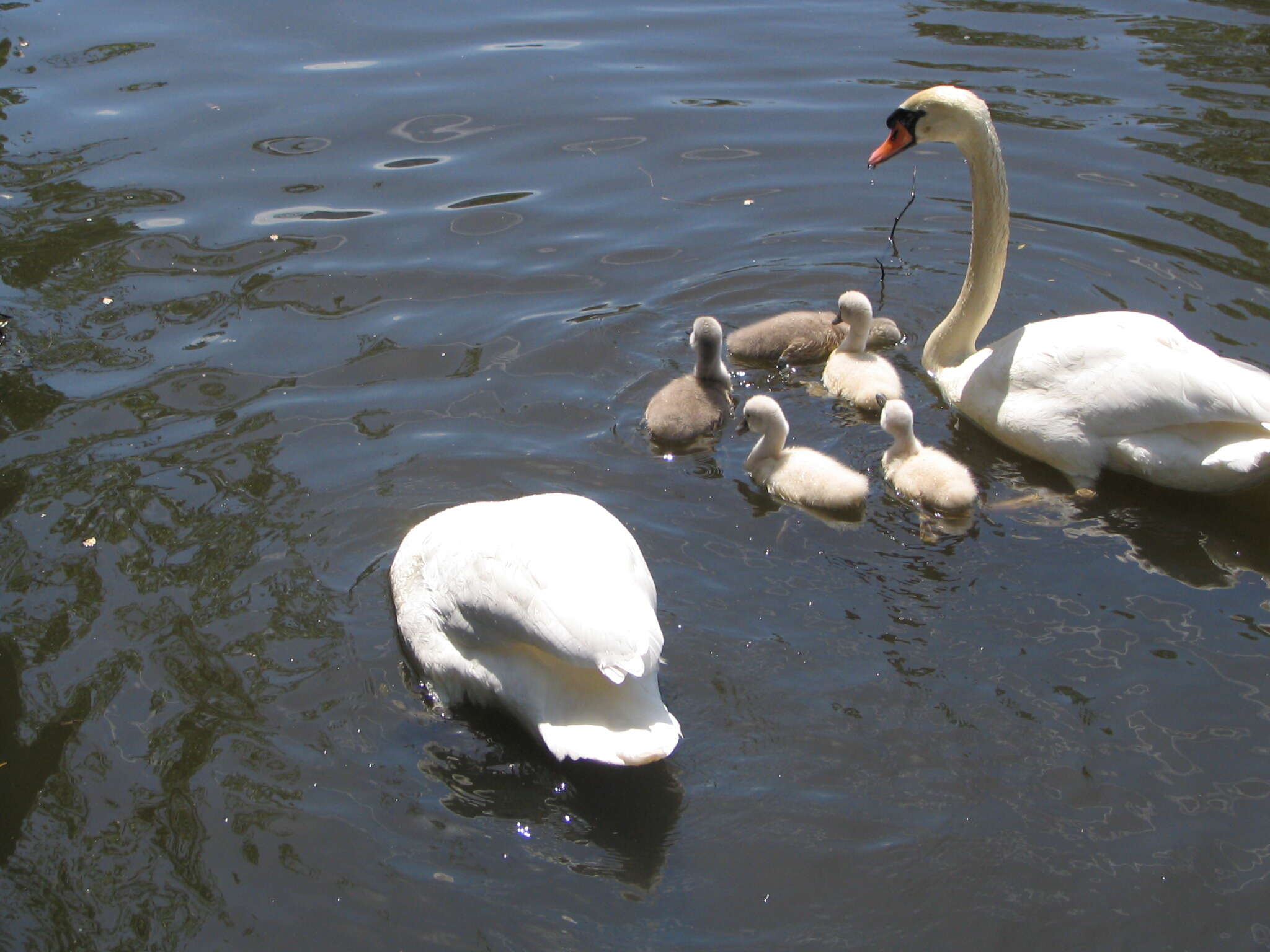 Image of Mute Swan