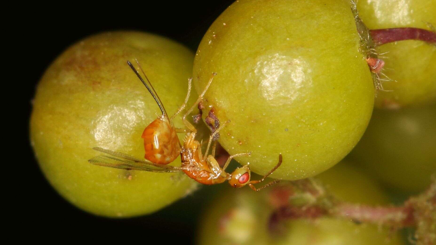 Image of Seed chalcid wasp