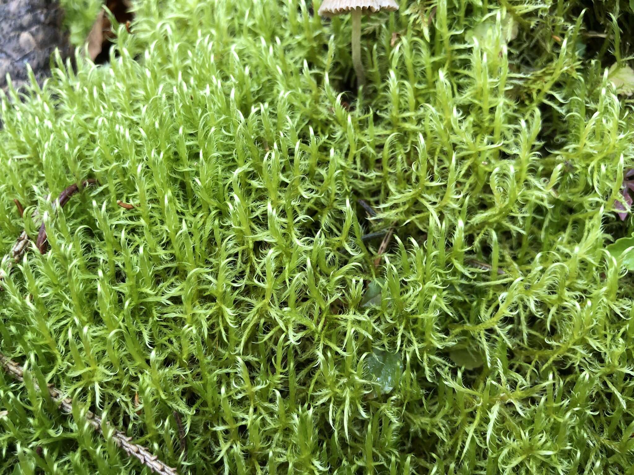 Image of sanionia moss