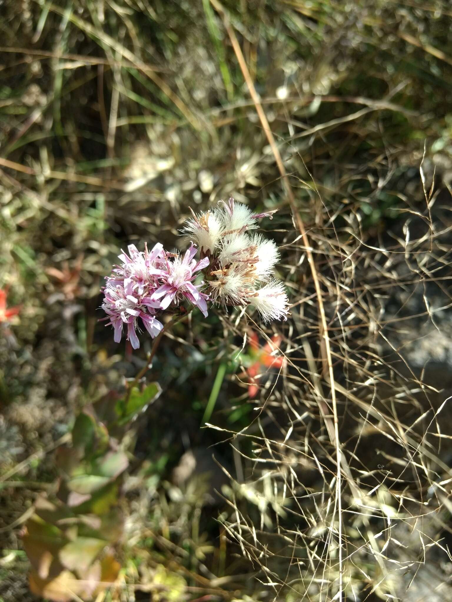 Plancia ëd Acourtia fruticosa (La Llave & Lex.) B. L. Turner