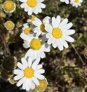 Image of Anthemis chia L.