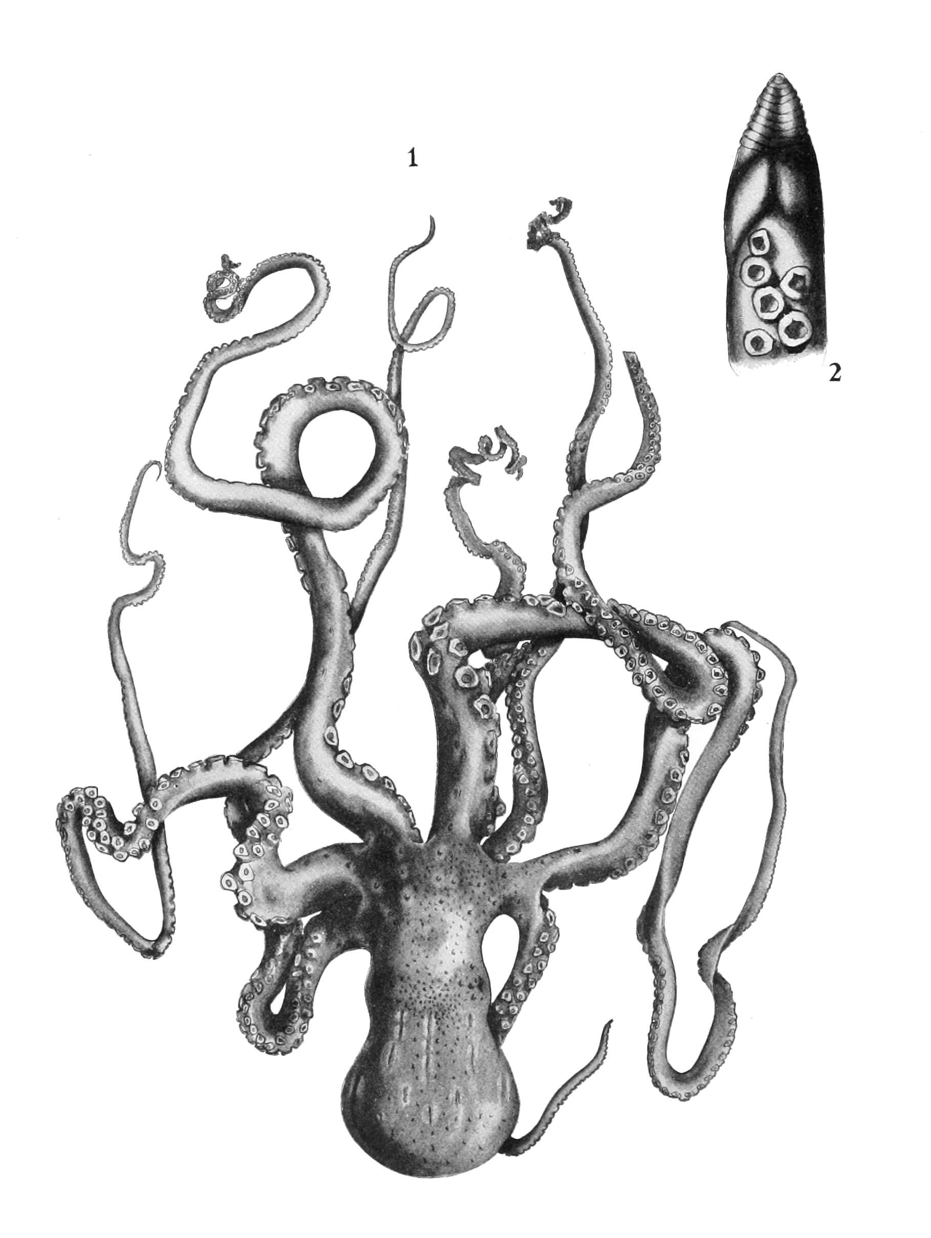 Image de Callistoctopus ornatus (Gould 1852)