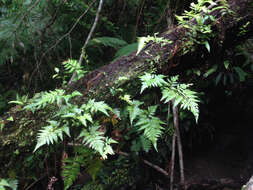 Image of iron fern