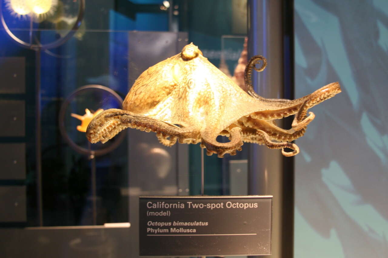 Image de Octopus bimaculatus Verrill 1883
