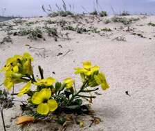 Imagem de Erysimum menziesii (Benth. & Hook. fil.) Wettst.