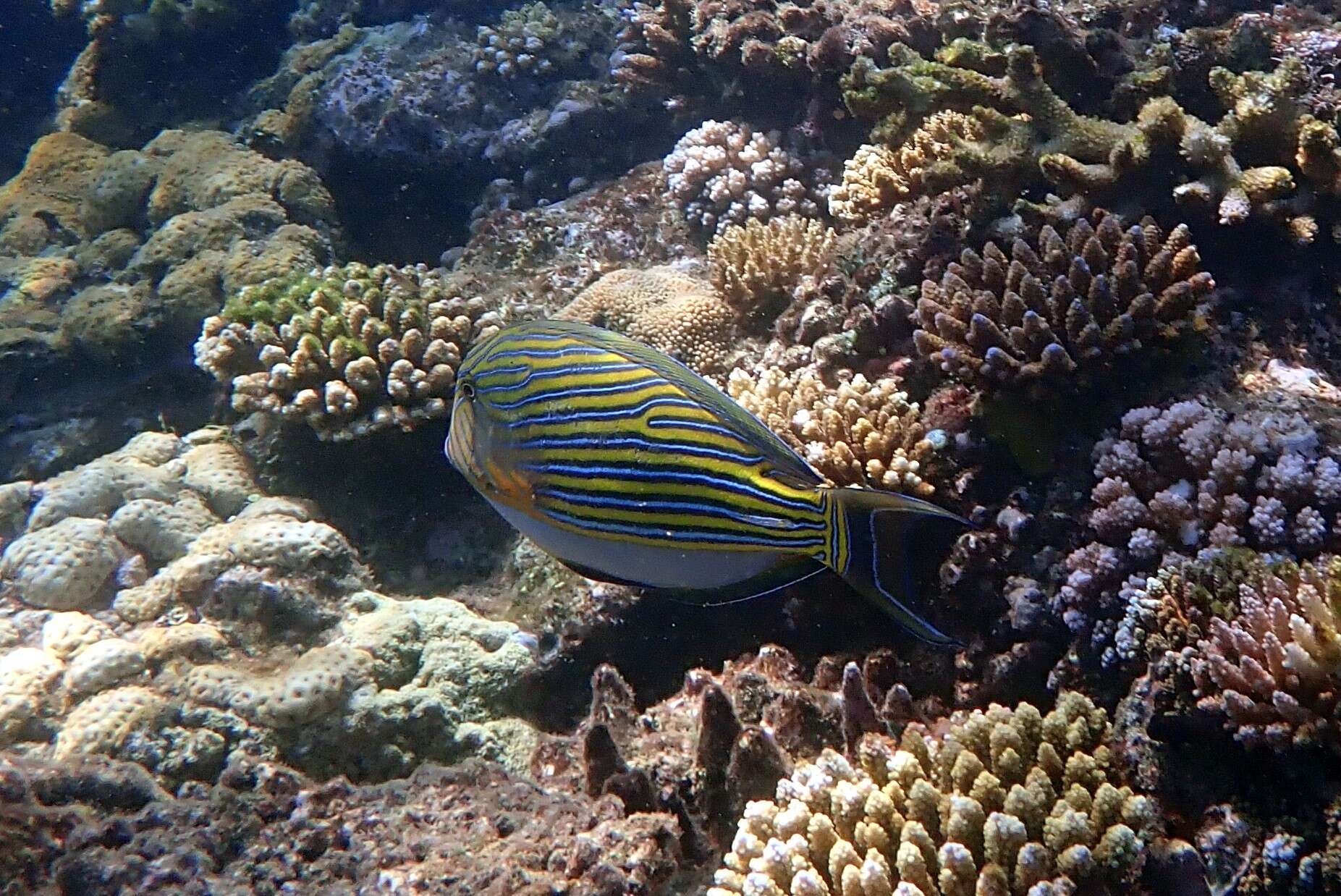 Image of Blue Banded Surgeonfish