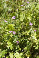 Imagem de Geranium molle L.