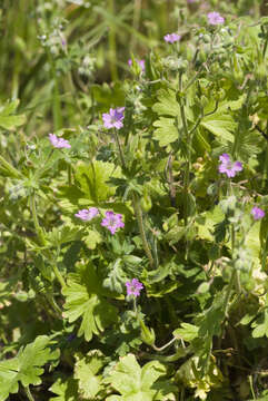 Imagem de Geranium molle L.