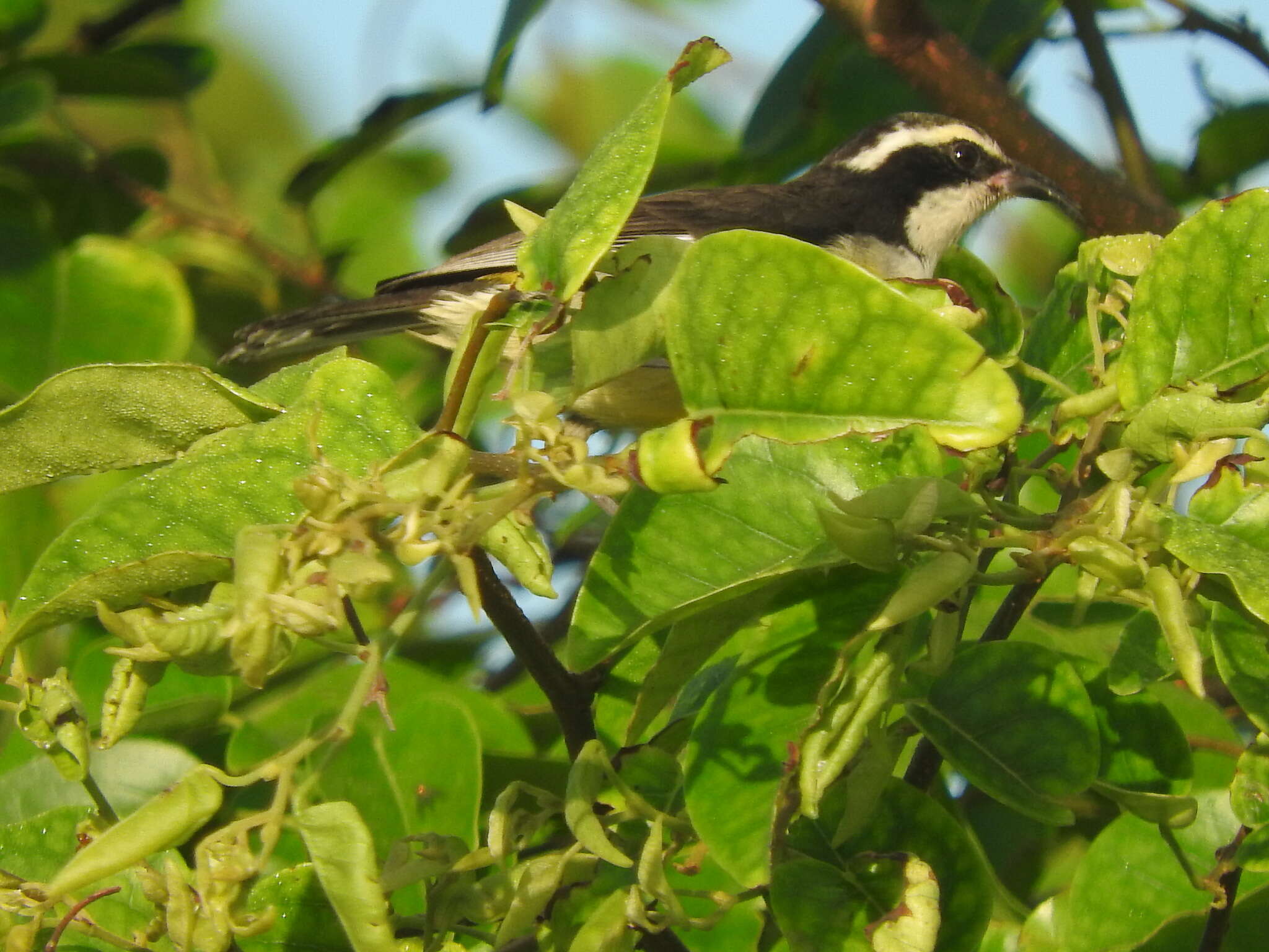 Coereba flaveola caboti (Baird & SF 1873) resmi