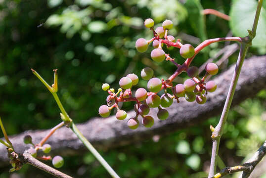 Image de Vitis aestivalis var. bicolor Leconte