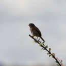 Image of Botteri's Sparrow