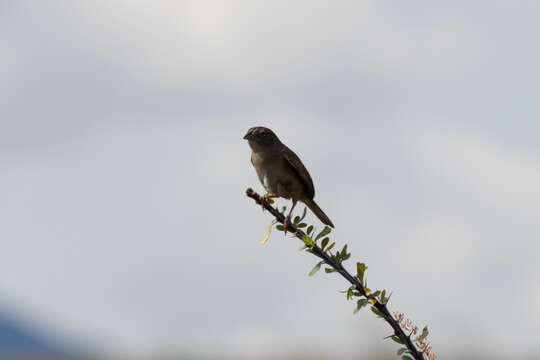 Imagem de Peucaea botterii (Sclater & PL 1858)