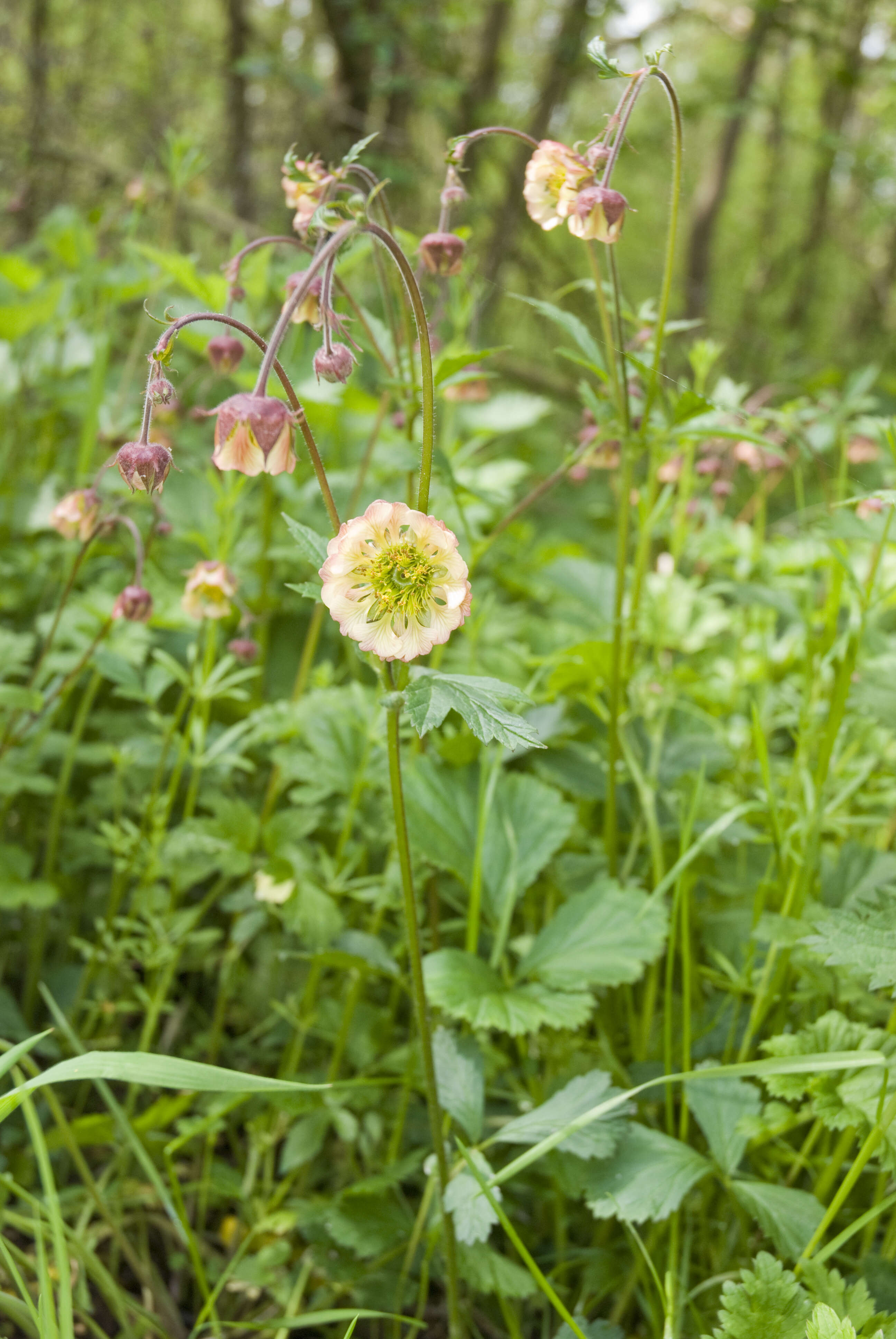 Image of Water Avens