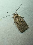 Image of Agonopterix curvilineella Beutenmüller 1889