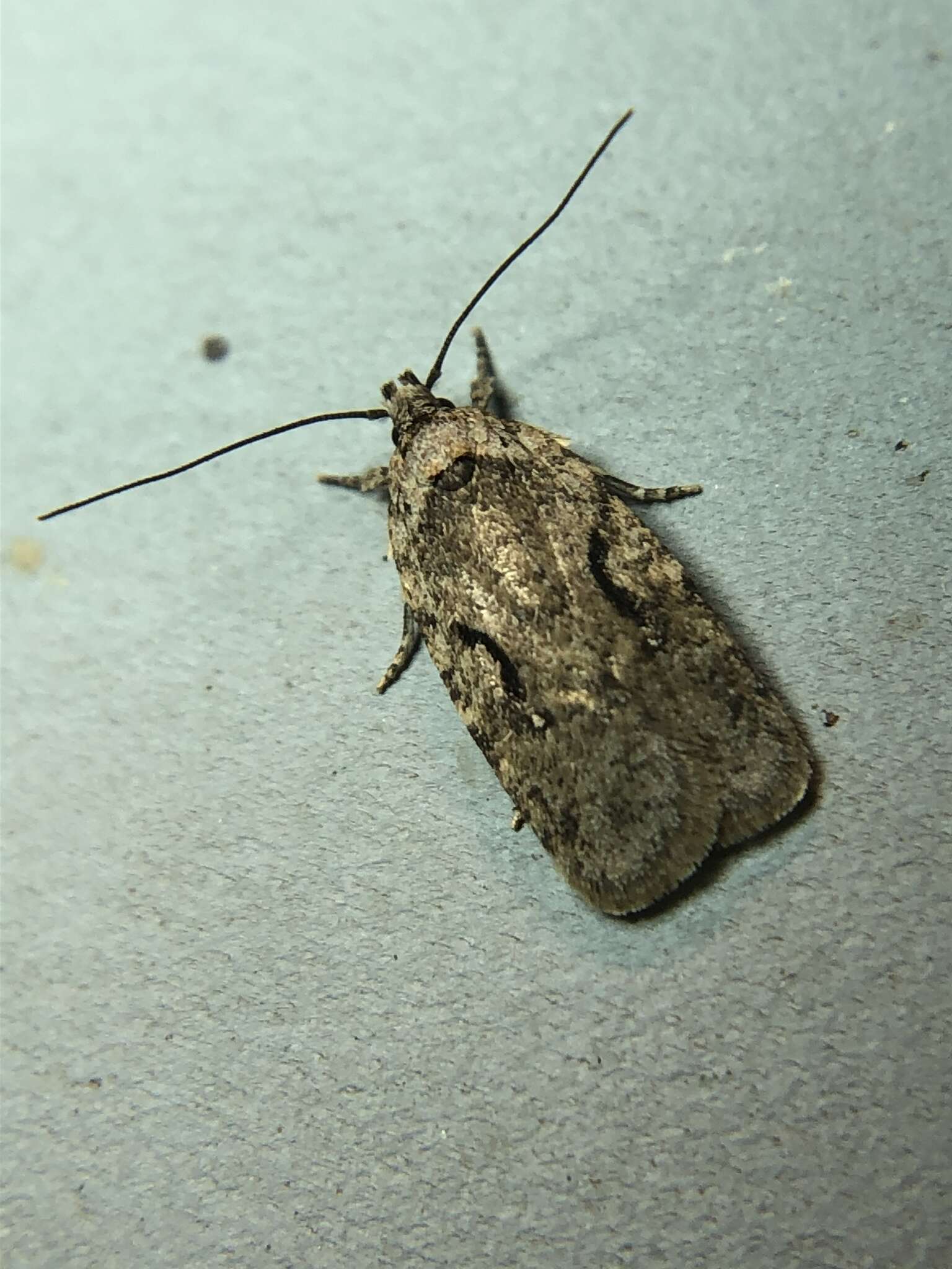 Image of Agonopterix curvilineella Beutenmüller 1889