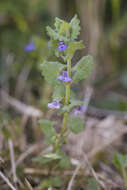 Image of Ground ivy