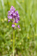 صورة Anacamptis pyramidalis (L.) Rich.