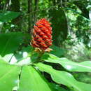 Image of Costus ricus Maas & H. Maas