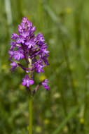 صورة Anacamptis pyramidalis (L.) Rich.