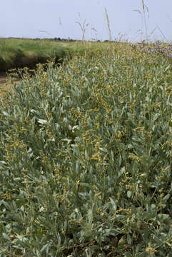 Image of sea-purslane