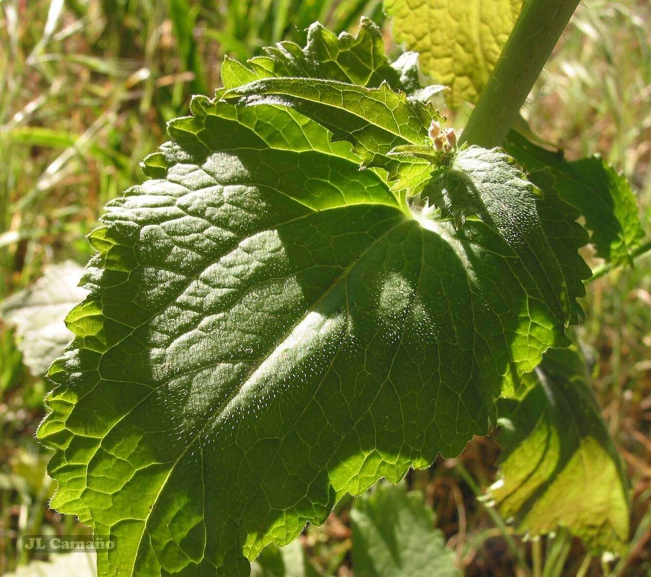 Image of Lunaria annua subsp. annua