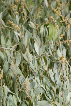 Image of sea-purslane