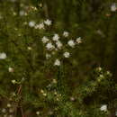 Dalea pinnata (J. F. Gmel.) Barneby resmi