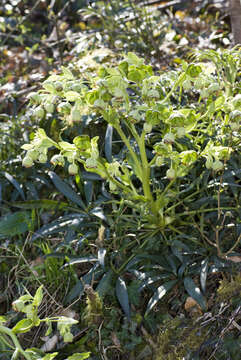 Image of Stinking Hellebore