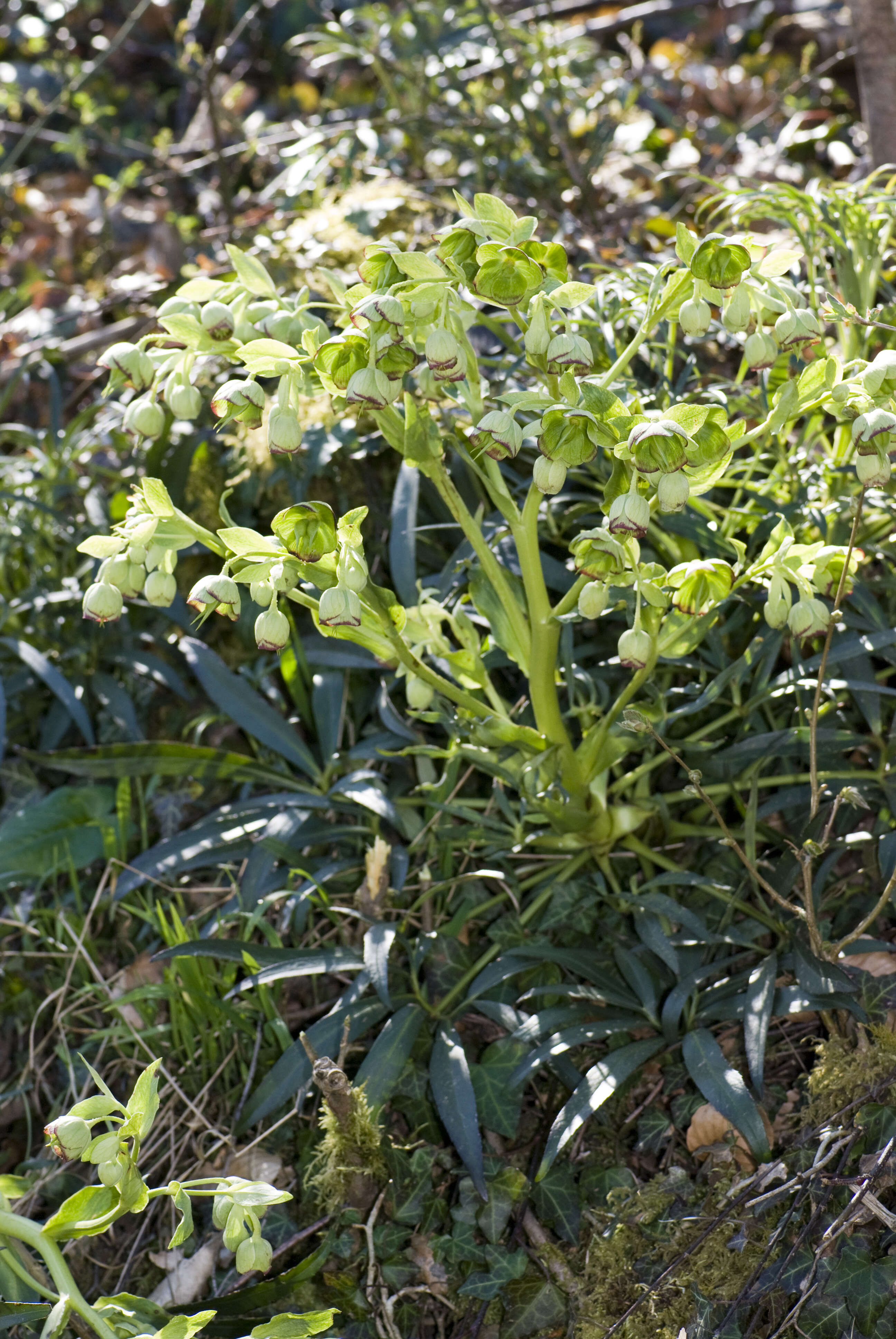 Image of Stinking Hellebore