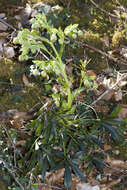 Image of Stinking Hellebore