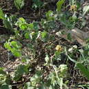 Image of dwarf Indian mallow