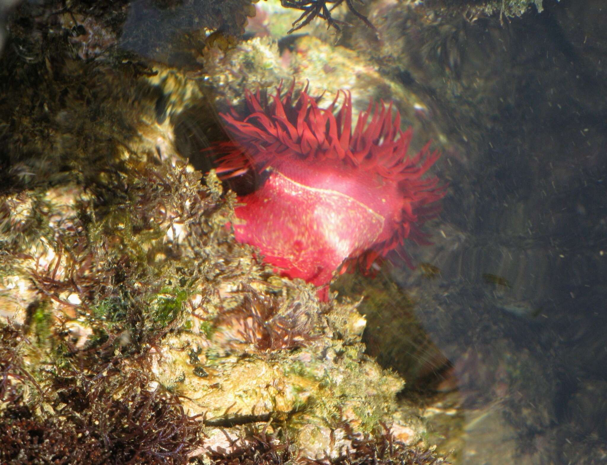 Image of Actinia tabella Drayton ex Dana 1846