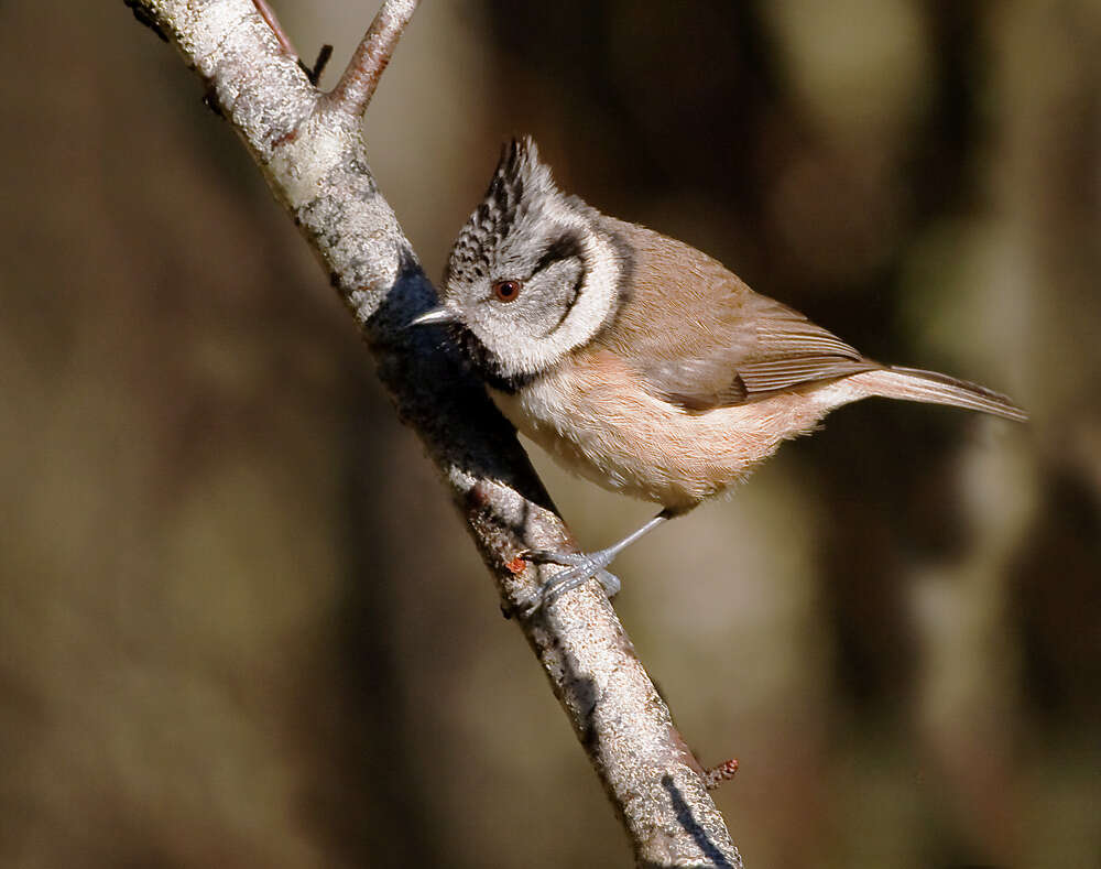 Image of Lophophanes Kaup 1829