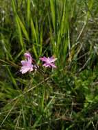 Image of prairie woodland-star