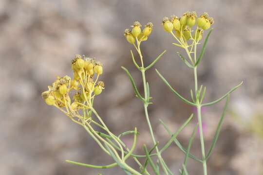 Imagem de Haploesthes greggii var. texana (Coult.) I. M. Johnston