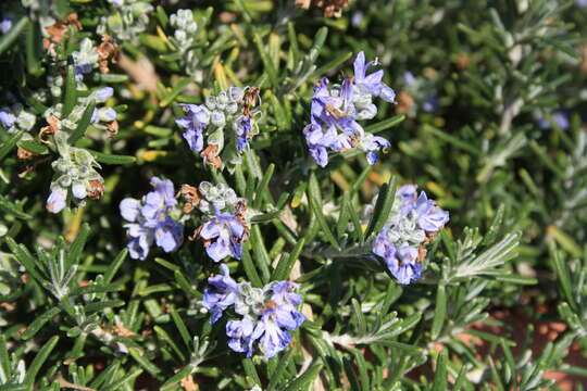 Image of Rosemary