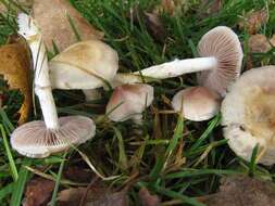 Image of Stropharia inuncta (Fr.) Quél. 1872