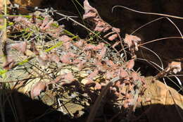 Image of Pelargonium pinnatum (L.) L'Her.