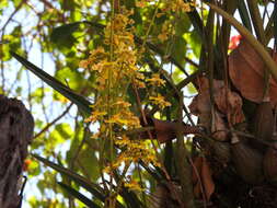 Image of Trichocentrum brachyphyllum (Lindl.) R. Jiménez