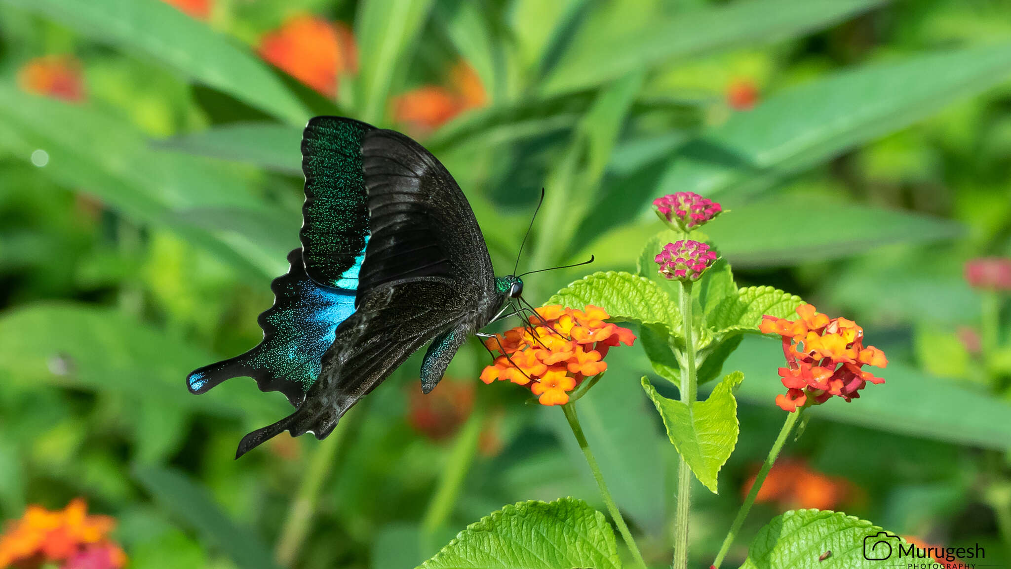 Image of Common Banded Peacock