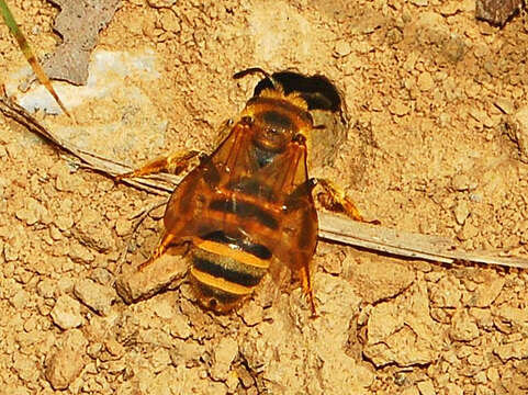 Image of Halictus scabiosae (Rossi 1790)