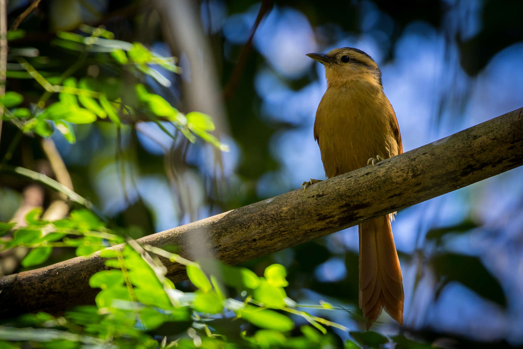 Image of Buff-fronted Foliage-gleaner