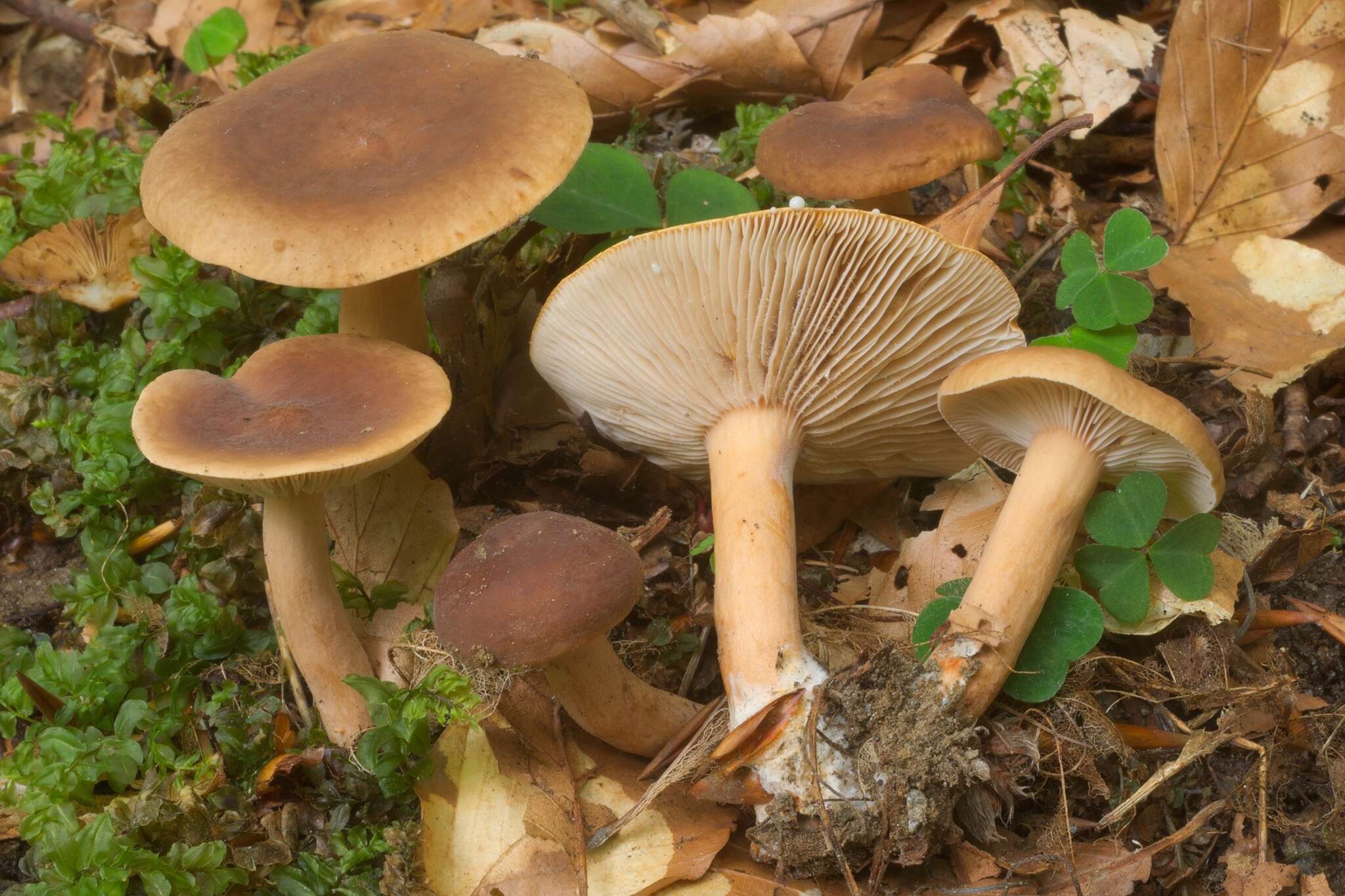 Image of Lactarius subdulcis (Pers.) Gray 1821