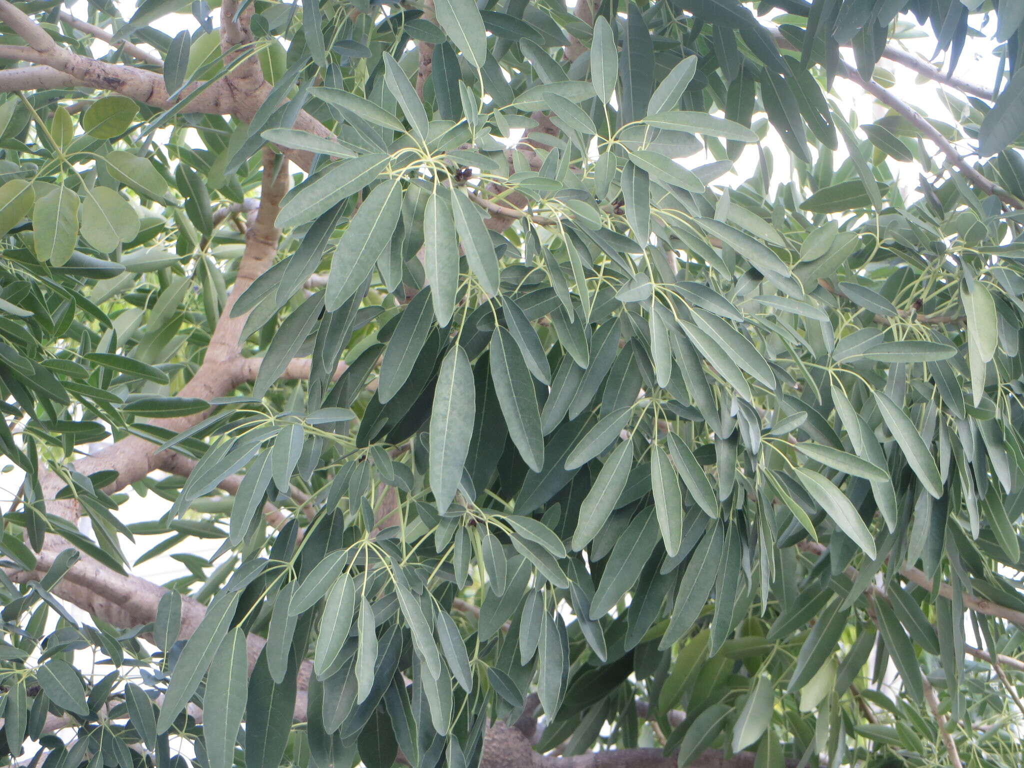 Image of Caribbean trumpet tree