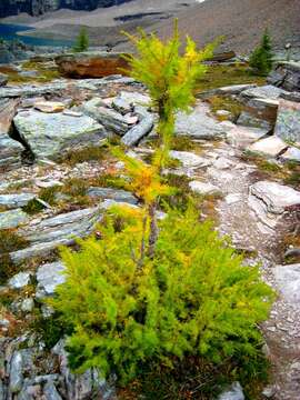 Image of Alpine Larch