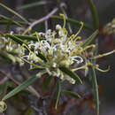 Image of Grevillea viridiflava R. O. Makinson