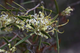 Image of Grevillea viridiflava R. O. Makinson