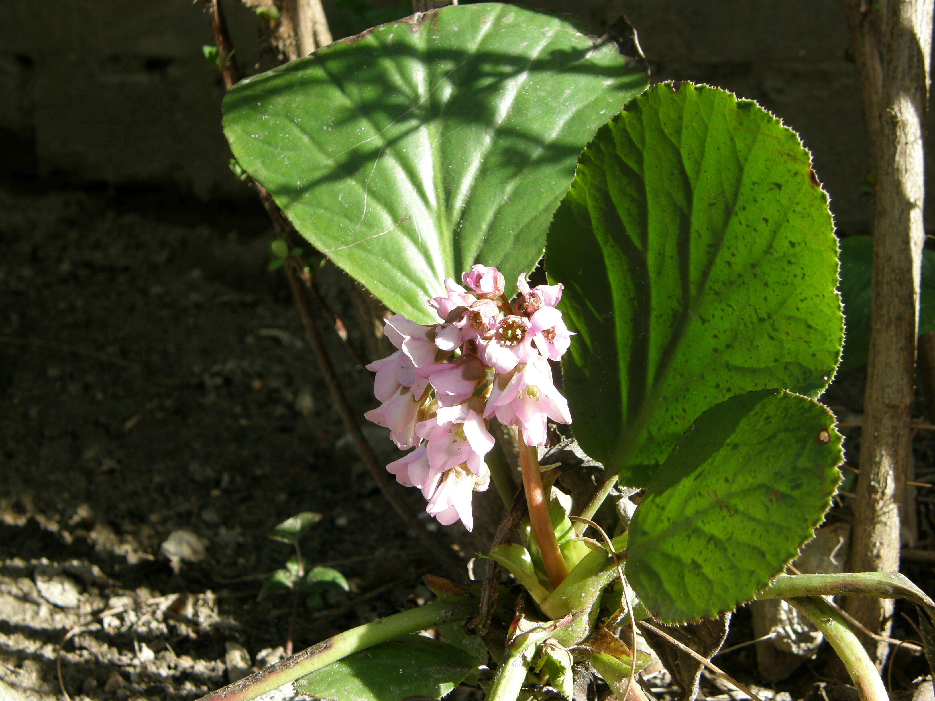 Image of Siberian-tea