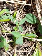 Image of <i>Trifolium <i>africanum</i></i> var. africanum